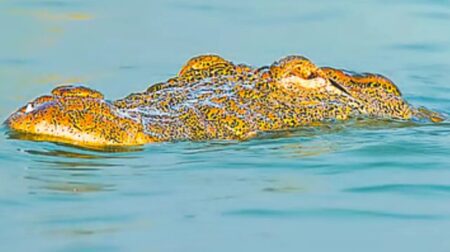 মিঠাপানির কুমির