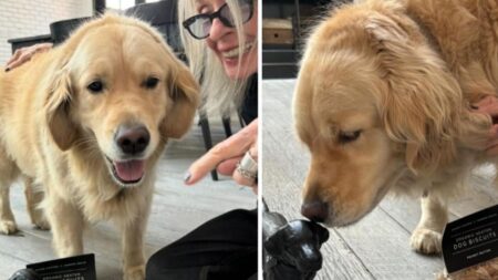 Hollywood Legend Diane Keaton Dies at 79, Final Post a Tribute to Beloved Dog Diane Keaton death