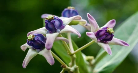 আকন্দ গাছ