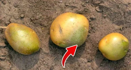 আলুর গায়ে সবুজ দাগ আছে এমন আলু খেলে যা ঘটবে আপনার শরীরে আলু