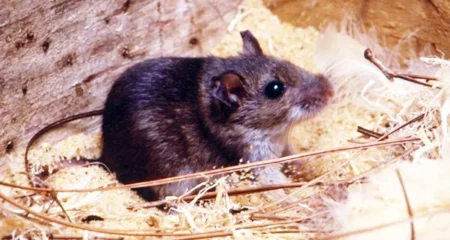 ইঁদুর দূর