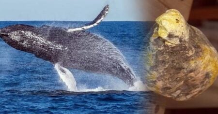 তিমি মাছের বমি বিক্রি হয় কোটি টাকায়, কেন এত মূল্যবান এটি তিমি মাছ