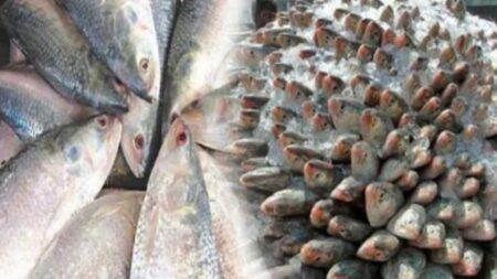 নষ্ট হচ্ছে মৎস সম্পদ মৎস্য উপদেষ্টা