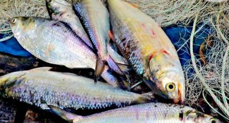 নিষেধাজ্ঞা