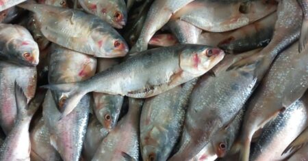 পচা ইলিশে সয়লাব