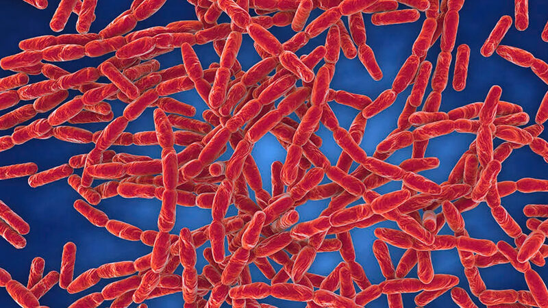 পীরগঞ্জে অ্যানথ্রাক্স উপসর্গ