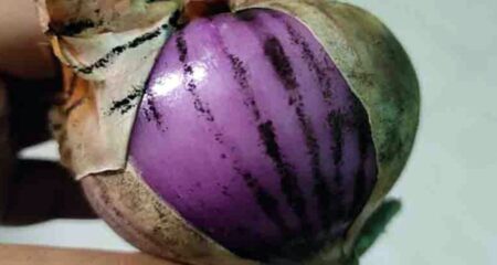 পেঁয়াজে কালো ছোপ