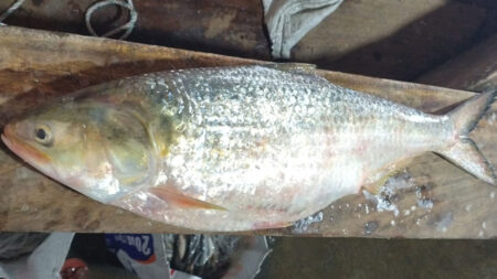 বিশাল আকৃতির রানি ইলিশ