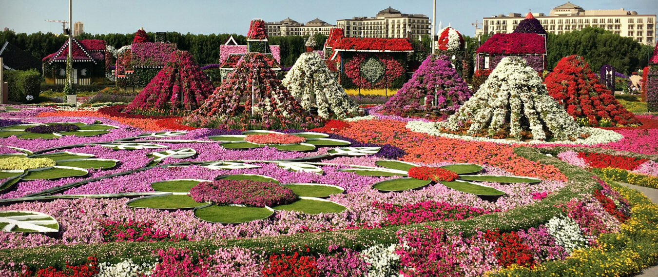 মরুর বুকে ফুলের বাগান