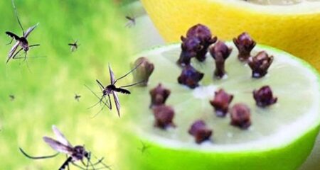 কয়েল ছাড়া ঘর মশা মুক্ত রাখার দুর্দান্ত উপায় মশা