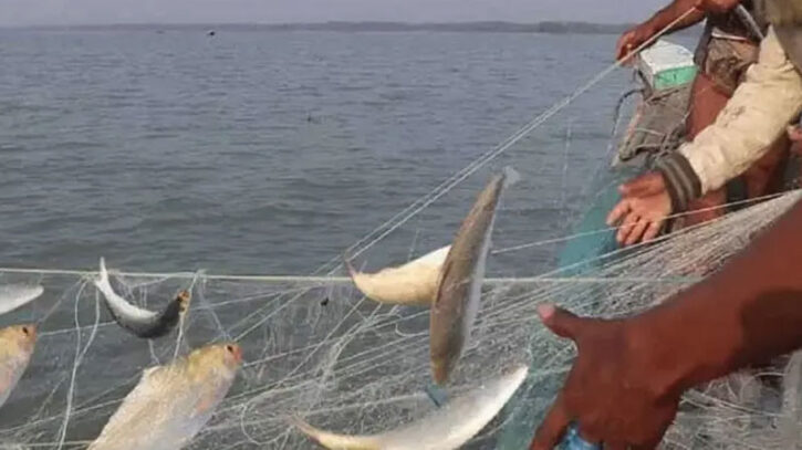 ইলিশ ধরা বন্ধ