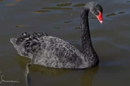 যুক্তরাজ্যের রেজি রাজহাঁস