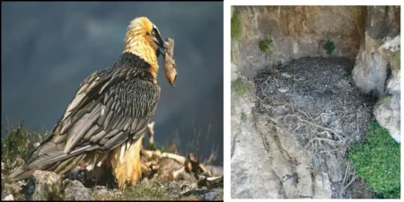 শকুনের বাসা