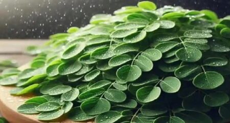 প্রাকৃতিকভাবে রক্তে চিনি কমায় শজনে পাতা — জানুন বিজ্ঞানসম্মত তথ্য শজনে পাতা