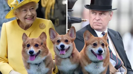 Royal Corgi Custody Battle Erupts Between King Charles and Prince Andrw royal corgi custody battle