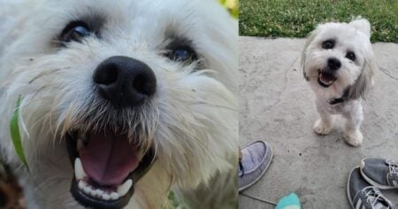 Sturgeon to Pay $500,000 in Police Dog Shooting Settlement police dog shooting settlemen