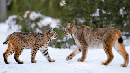 Bobcat vs European Wildcat Unraveling the Key Differences and Common Confusions
