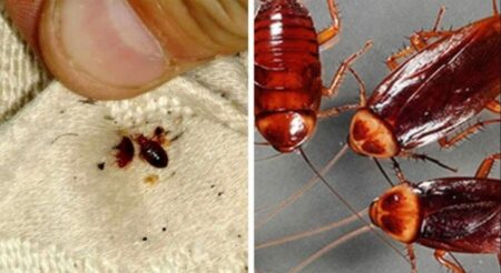 ছারপোকা ও তেলাপোকা