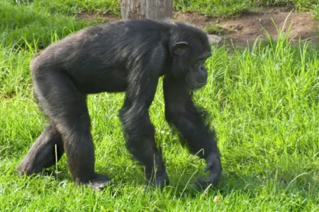 Chimpanzee Escape at Indianapolis Zoo Triggers Swift Lockdown, No Injuries Reported Chimpanzee Escape at Indianapolis Zoo Triggers Swift Lockdown, No Injuries Reported