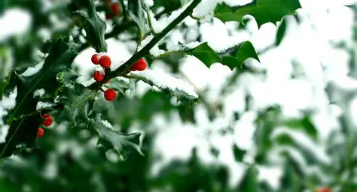 Warner Bros. Launches “December the TwELFth” for Will Ferrell’s Holiday Classic