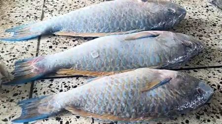 ইলিশকে টেক্কা দিতে পারে তোতা মাছ? জানুন এর পুষ্টিগুণ ও স্বাস্থ্য উপকারিতা Fish