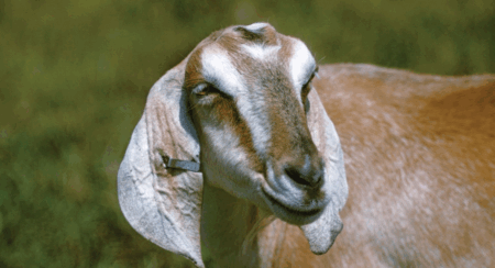 GOAT in the Limelight: Why the Greatest of All Time Still Captivates Us GOAT