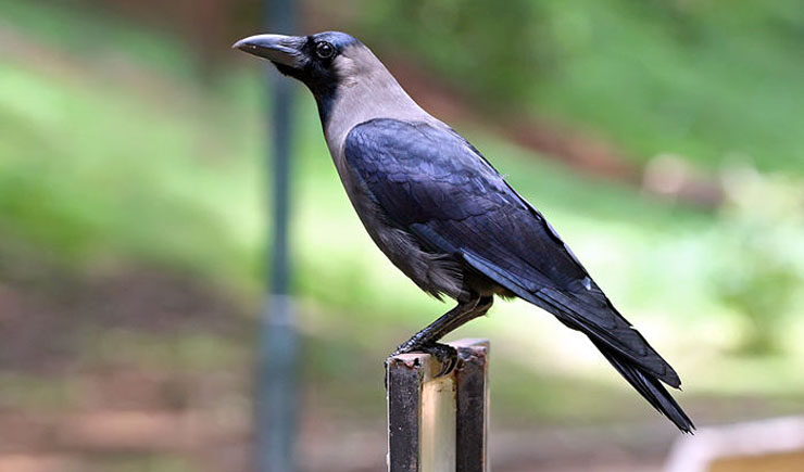 House crow