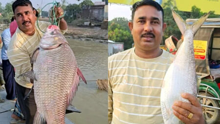 Ilish