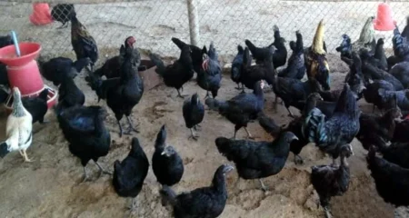 মুরগির চাষ