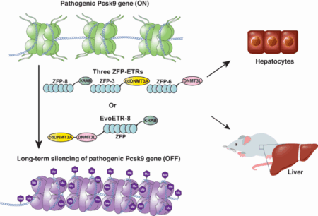 PCSK9 Silencing Breakthrough Unlocks New Era in Cancer Immunotherapy PCSK9 Silencing Breakthrough Unlocks New Era in Cancer Immunotherapy