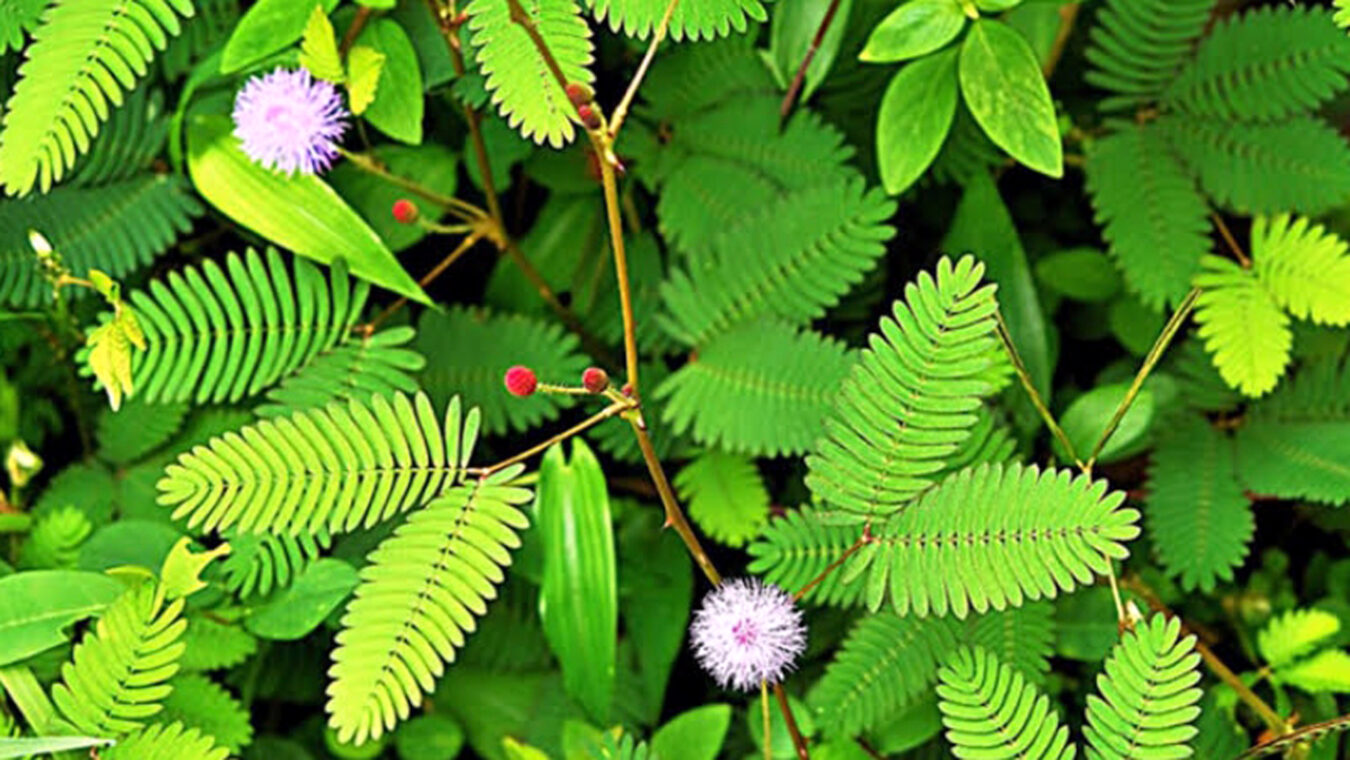 Sensitive Plant