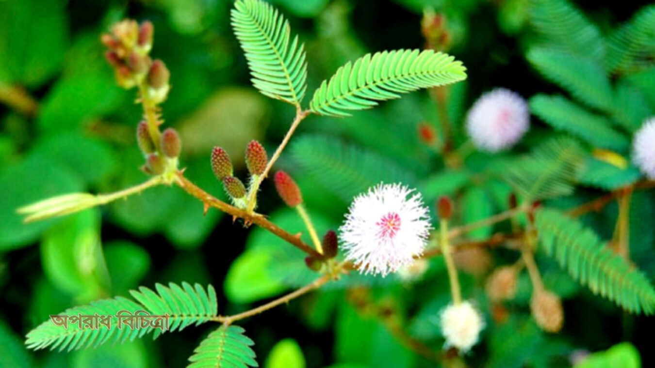 লজ্জাবতী গাছ