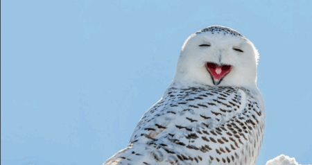 Snowy Owls