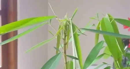 কোন গাছ মানুষের সাথে কথা বলে