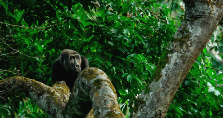 Brazil Launches $125 Billion Tropical Forest Forever Facility at UN Climate Summit Tropical Forest Forever Facility