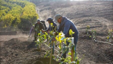 Urban Avocado Farming Takes Root in Buenos Aires with Expert Cold-Weather Techniques Urban Avocado Farming Takes Root in Buenos Aires with Expert Cold-Weather Techniques