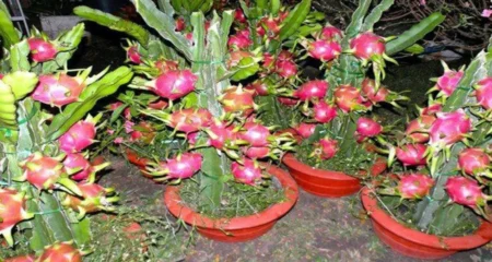 বাড়ীর ছাদের টবে ড্রাগন ফল চাষের দুর্দান্ত উপায়, হবে বাম্বার ফলন dragon