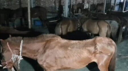 অসুস্থ ঘোড়া উদ্ধার