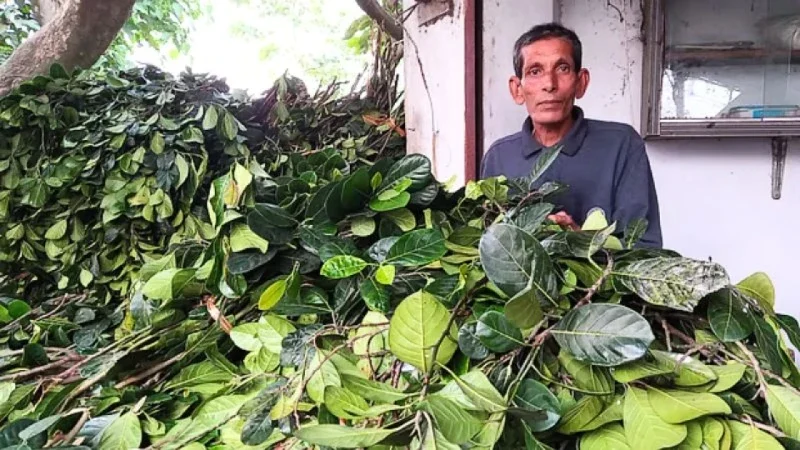 কাঁঠালপাতা