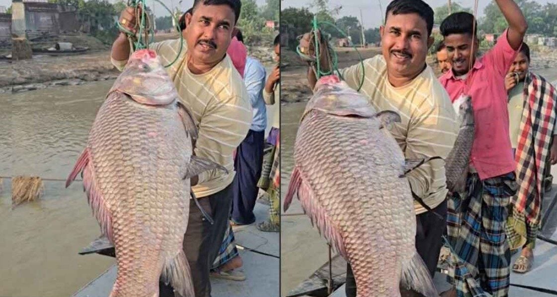 পদ্মার এক কাতলা