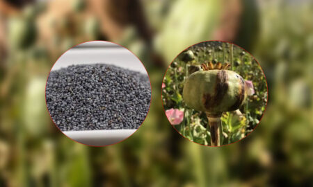 পপি বীজ কি