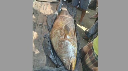 পোয়া মাছ