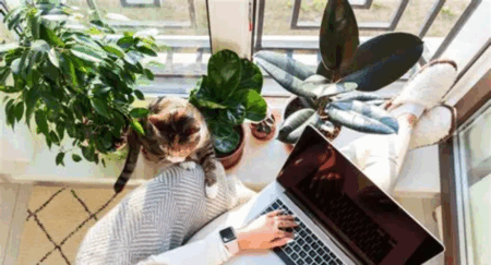 work from home capitals