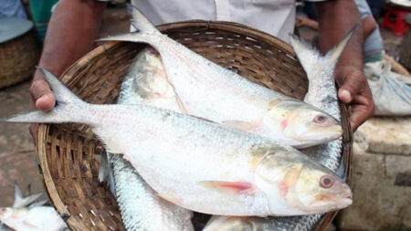 ইলিশ