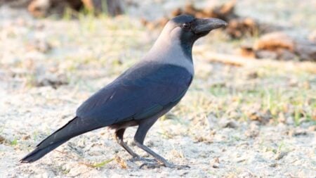 কাক দিয়ে শহর পরিষ্কার? সুইডিশদের আজব প্রকল্প কাক দিয়ে শহর পরিষ্কার