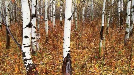 অপটিক্যাল ইল্যুশন