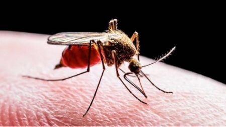 ডেঙ্গু ছড়ানো এডিস মশা
