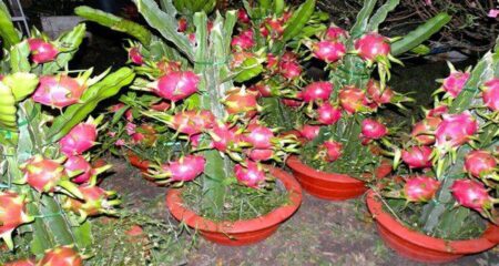 বাড়ীর ছাদের টবে ড্রাগন ফল চাষের দুর্দান্ত উপায়, হবে বাম্বার ফলন ড্রাগন ফল