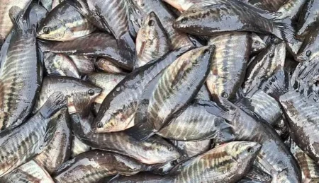 'থাই গুরামি'