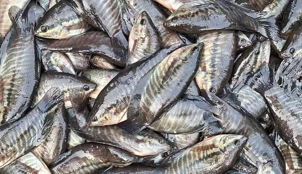 'থাই গুরামি'